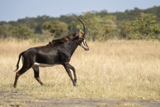 Sable Antelope (Hippotragus niger), running to the right. Chobe National Park, Botswana