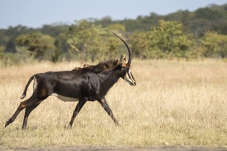 Sable Antelope (Hippotragus niger), side view of animal running to the right. Chobe National Park,