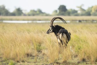Sable Antelope (Hippotragus niger), portrait full size of animal. Chobe National Park, Botswana