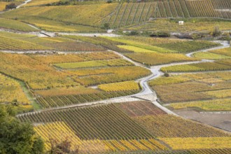 Terraced grape vineyards, steps up the hill in autumn colours in the Rhone Valley. Colourful yellow