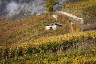 Terraced grape vineyards, small hut on the hill. Autumn colours in the Rhone Valley. Colourful