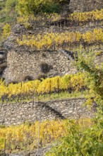 Terraced grape vineyards, steps up the hill in autumn colours in the Rhone Valley. Colourful yellow