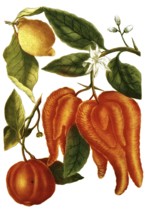 Apple variety called Adam's apple, Malus cornuta and Malus limonia, illustration, reproduction from