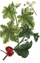 Malva crispa, vegetable malve, and Malva mauritana, wild mallow, also large cheese poplar and