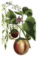 Solanum scandens, bittersweet nightshade and Solanum pomiferum, type of tomato, illustration,