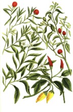 Solanum mordens, Solanum capsicum coral bush, Solanum fruticosum, illustration, reproduction from a