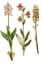 Violet dingel, Limodorum abortivum syb Orchis abortiva, b, fawn, Orchis anthropophora, orchid, c.
