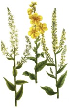 Mullein, Verbascum latifolium and Verbascum annuum, illustration, reproduction from a 19th century