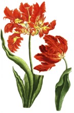 Tulips, Tulipa monstrosa and Tulipa flore rubro mostroso, illustration, reproduction from a 19th