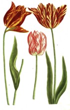 Tulips, a, Tulipa flore luteo, b. Tulipa ex albo et rubro variegato, c, Tulipa serotina,