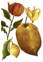 Bitter orange, citrus aurantium, lemon and citron lemon or cedrat, citrus medica, illustration,