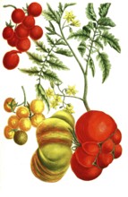 Solanum pomiferum, type of tomato, illustration, reproduction from a 19th century model. Authentic,