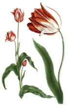 Tulips, Tulipa major and Tulipa polanthos, illustration, reproduction from a 19th century model.