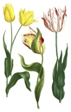 Tulips, Tulipa odorata and Tulipa explicata, illustration, reproduction from a 19th century model.