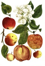 Different types of apples, Malus domestica, illustration, reproduction from a model from the 19th