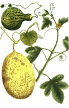 Melon, Cucumis, Melo vulgaris and Melo pyri formus maculosus, illustration, reproduction from a