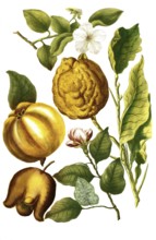 Apple quinces, Malus cydonia, illustration, reproduction from a 19th century model. Authentic, file