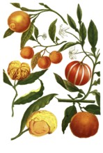 Malus aurantia, oranges and Pomeranian oranges, illustration, reproduction from a model from the