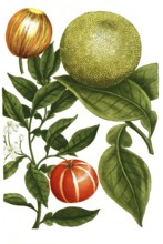 Grapefruit or grapefruit, Citrus grandis, formerly Malus aurantia citrata, illustration,
