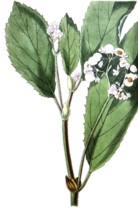 Begonia ulmifolia, elm leaf begonia, is a plant species from the Begoniaceae family, illustration,