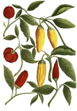 A. Solanum mordens bifurcata, b, Solanum mordens fructu aureo, c. Solanum mordens siliquis flavia,