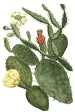 Prickly pear, Opuntia, illustration, reproduction from a 19th century model. Authentic, file