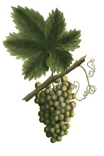 White grapevine, grape, Vitis vinifera, illustration, reproduction from a 19th century model.