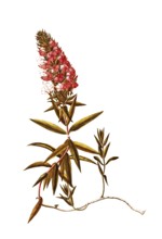 Polemoniaceae, Wild Sweet William, Phlox maculata, meadow phlox, illustration, reproduction from a