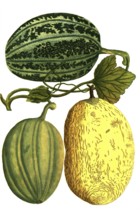 Sugar melon, Cucumis, Melo viridis, Melo pepo croceus and Melo pepo cortice, illustration,