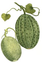 Sugar melon, Cucumis, a. melo reticulatus major, b. Melo reticulatus minor, illustration,