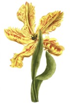 Tulipa monstrosa flore luteo, tulip, illustration, reproduction from a 19th century model.