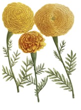 Various tagetes, student flower, illustration, reproduction from a 19th century model. Authentic,
