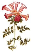 American climbing trumpet, Trumpet vine, Campsis radicans, illustration, reproduction from a 19th