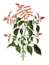 Labiatae or Lamiaceae, Scarlet Sage, Salvia splendens Sello, fire sage, illustration, reproduction