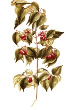 European cornel, cornus mas, cornelian cherry, also yellow dogwood, illustration, reproduction from