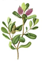 Splendid Shrub Veronika, Veronica speciosa, Scrophulariaceae, Hebe speciosa Cockagne et Allan,