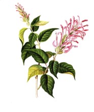 Justicia carnea, the Brazilian feather flower, flamingo flower or jacobine, is a flowering plant