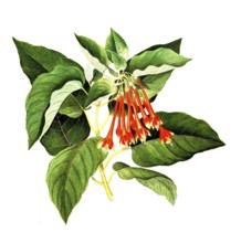 Fuchsia splendens Zucc, Onagraceae, magnificent fuchsia, illustration, reproduction from a 19th