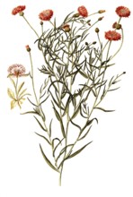 Scabiosis Knapweed, Centaurea scabiosa, illustration, reproduction from a 19th century model.