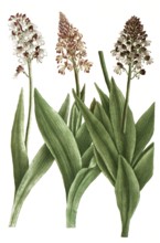 Orchids from the genus Orchis cynosorchis, illustration, reproduction from a model from the 19th
