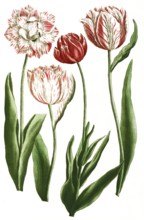 Tulips, tulipa, illustration, reproduction from a 19th century model. Authentic, file restored for