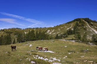Cattle on pasture, Hochzinkenalm, Postalm, Osterhorn Group, Salzkammergut, Province of Salzburg,
