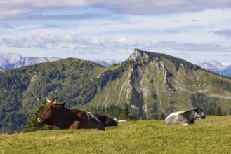 Cattle on pasture with Hochwieskopf, Hochzinkenalm, Postalm, Osterhorn Group, Salzkammergut,