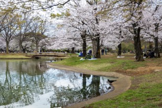 Reflection in a pond, cherry trees blooming in spring, Yoyogi Park, Hanami Festival, Shibuya Ward,