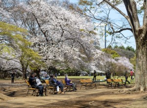 People sitting on benches in park under cherry blossoms, Yoyogi Park, Hanami Festival, Shibuya
