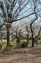 People sitting on benches in park under cherry blossoms, Yoyogi Park, Hanami Festival, Shibuya