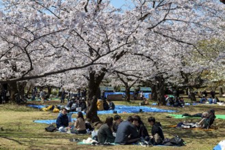 Japanese people picnicking under cherry blossoms in Yoyogi Park, Hanami Festival, Shibuya District,