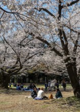 Japanese people picnicking under cherry blossoms in Yoyogi Park, Hanami Festival, Shibuya District,