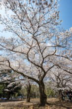 Blooming cherry trees in spring, Yoyogi Park, Hanami Festival, Shibuya District, Shibuya District,