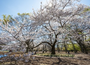 Blooming cherry trees in spring, sun star, Yoyogi Park, Hanami Festival, Shibuya District, Shibuya